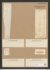 Cymatopleura sp. (de-Toni-Nr.: Genus 54) Zeichnungen Sammlung Grunow Nr. 4868 (NHMW-BOT-W0373050)